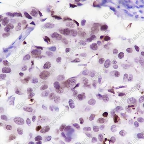 Recombinant Cleaved PARP1 p25 Monoclonal Antibody - 2