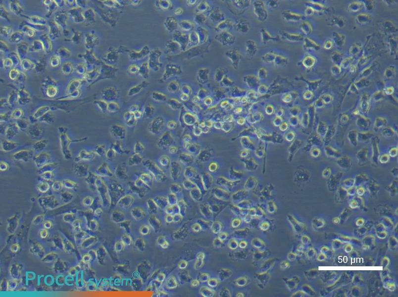 Rat Bone Marrow-Derived Macrophage Complete Medium - 6