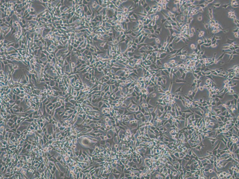 CBRH-7919 Cell Complete Medium - 2