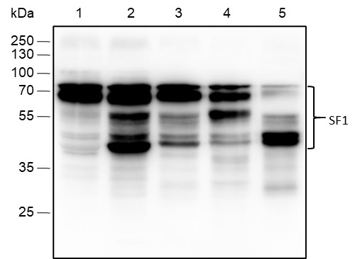 Recombinant SF1 Monoclonal Antibody-searchlist-1