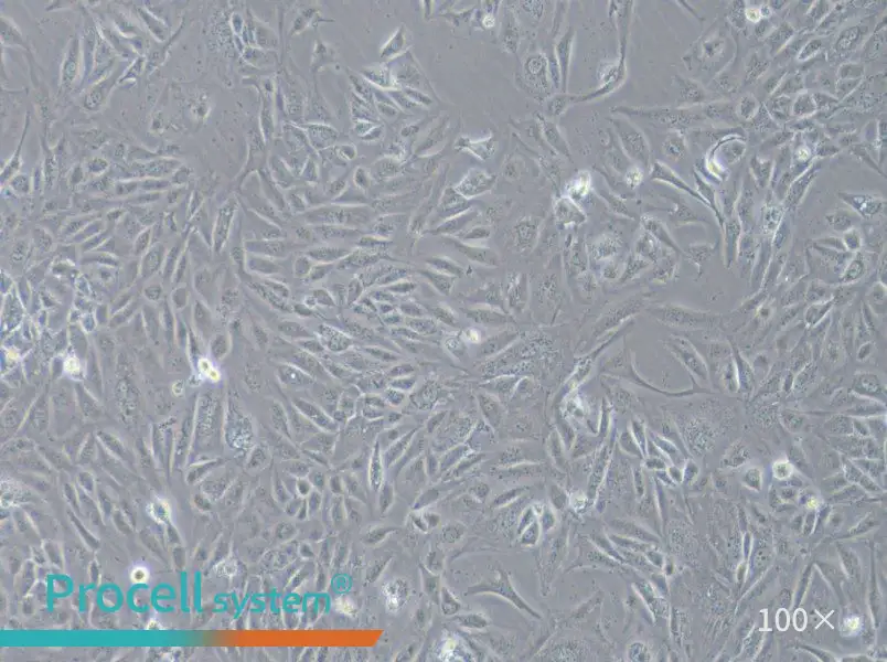 COV362 Cell Complete Medium - 1
