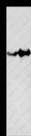 GLUL Polyclonal Antibody - 1