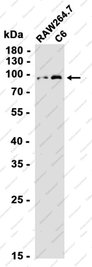 Recombinant CTEN Monoclonal Antibody - 2