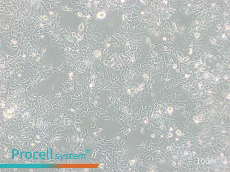 HCC827 Cell Complete Medium - 2