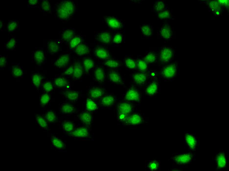 Immunofluorescence analysis of A-549 cells using PDCD5 Polyclonal Antibody