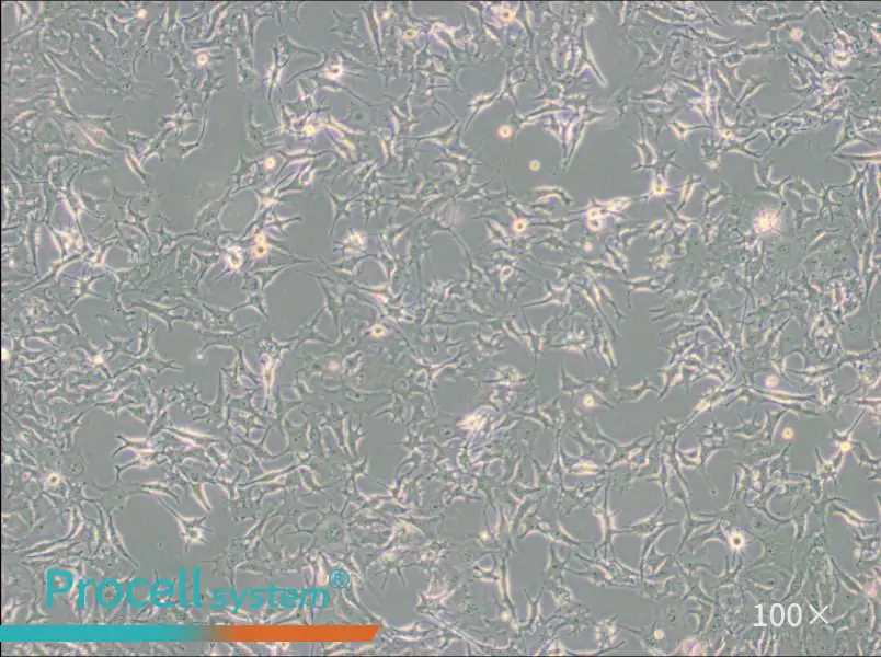 B16-F0 Cell Complete Medium - 3