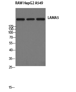 Western Blot analysis of RAW264.7, HepG2, A549 cells with Laminin alpha5 Polyclonal Antibody