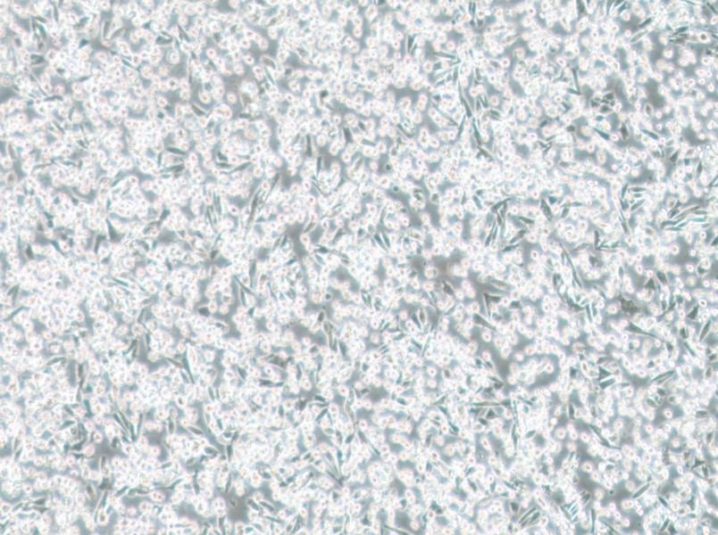 ARD Cell Complete Medium - 3