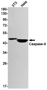 Western blot detection of Caspase-9 in 3T3,Hela cell lysates using Caspase-9 Rabbit mAb(1:1000 diluted).Predicted band size:46kDa.Observed band size:46kDa.