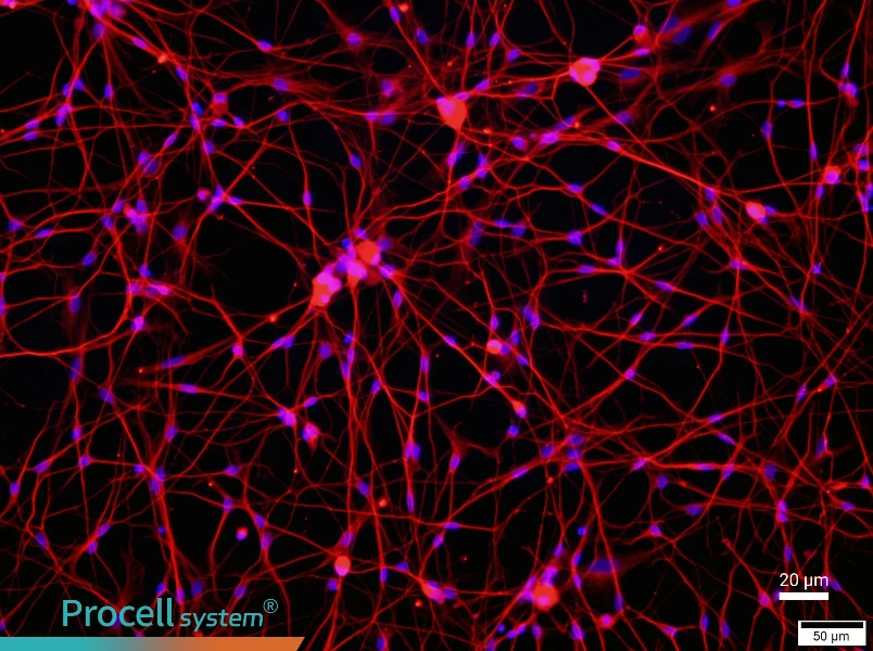 Rat Dorsal Root Ganglion Neuron Complete MediumRat Dorsal Root Ganglion Neuron Complete Medium - 2