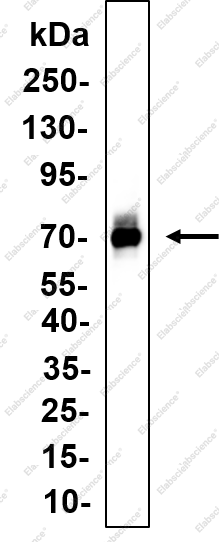 Recombinant NUMB Monoclonal Antibody - 2