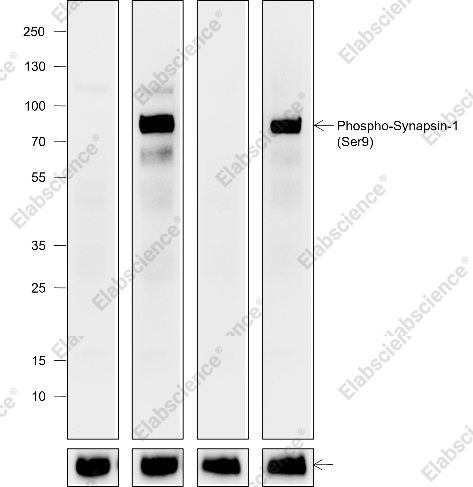 Recombinant Phospho-Synapsin-1 (Ser9) Monoclonal Antibody - 1
