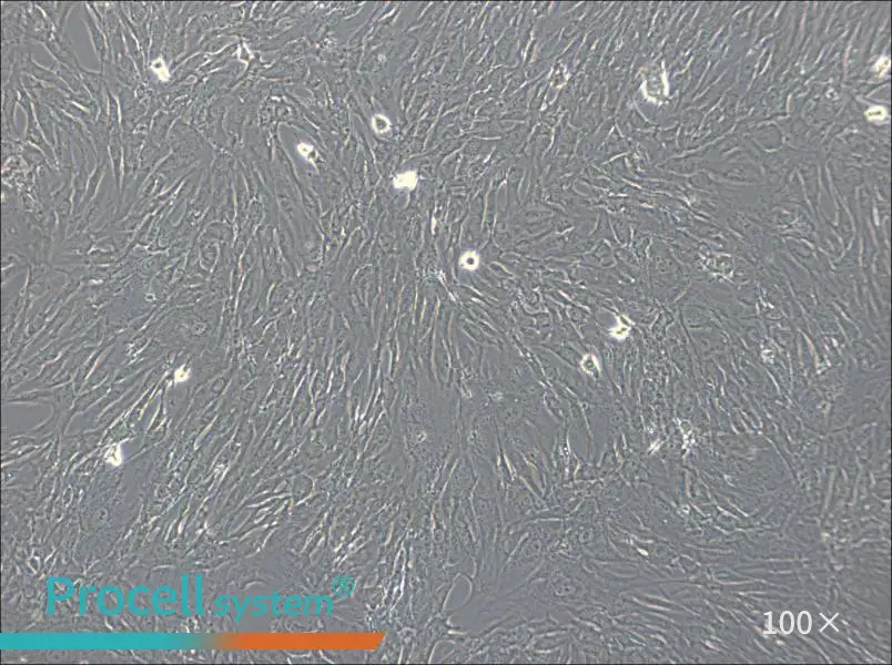 hTERT-HPNE Cell Complete MediumhTERT-HPNE Cell Complete Medium - 3