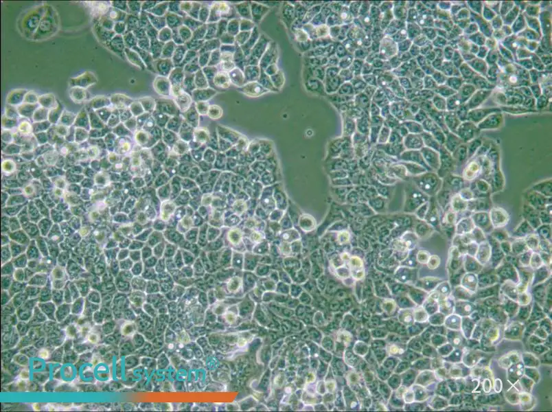 CX-1 Cell Complete Medium - 4