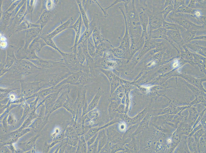 SK-LMS-1 Cell Complete Medium - 4
