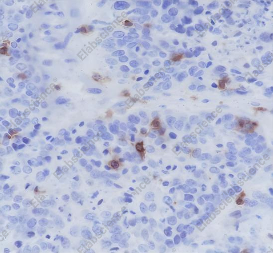 Recombinant CD103 Monoclonal Antibody - 2