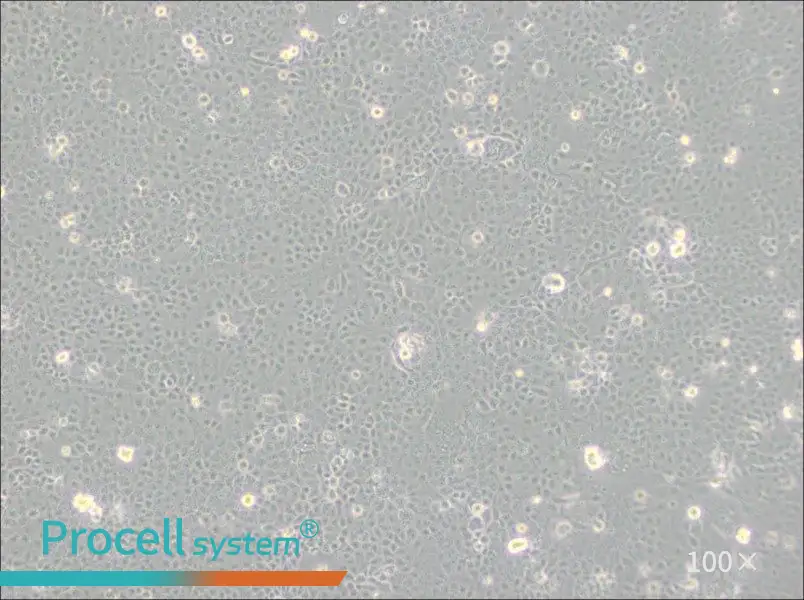 HaK Cell Complete Medium - 1