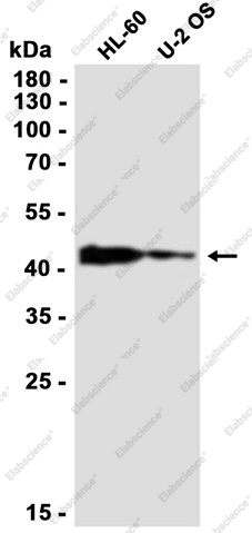 Recombinant MAPKAP Kinase 2 Monoclonal Antibody - 1