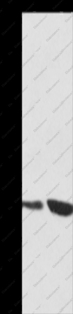 YWHAG Polyclonal Antibody - 1