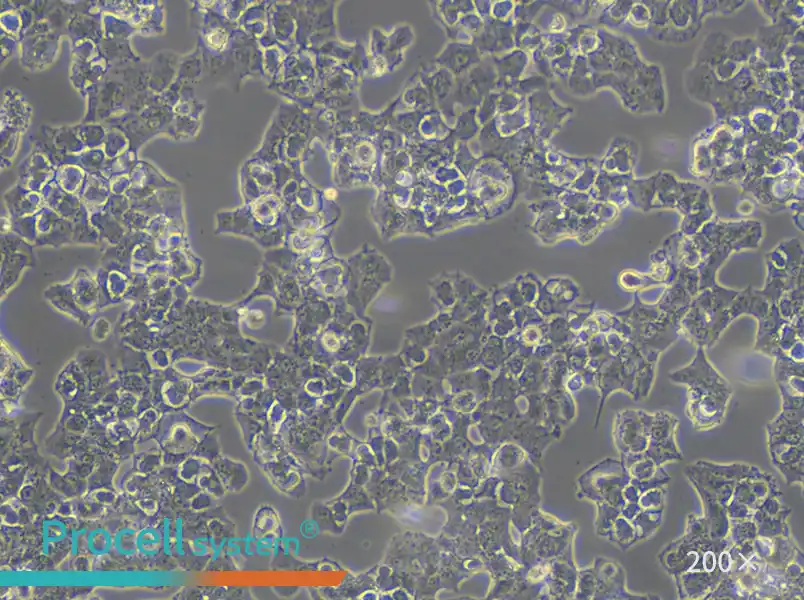 Beta-TC-6 Cell Complete Medium - 5