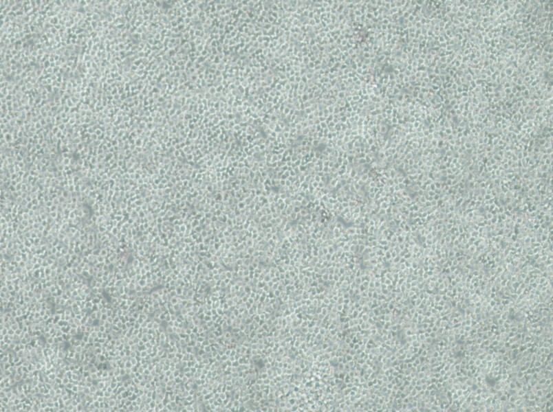 C1498-LUC Cell Complete MediumC1498-LUC Cell Complete Medium - 3