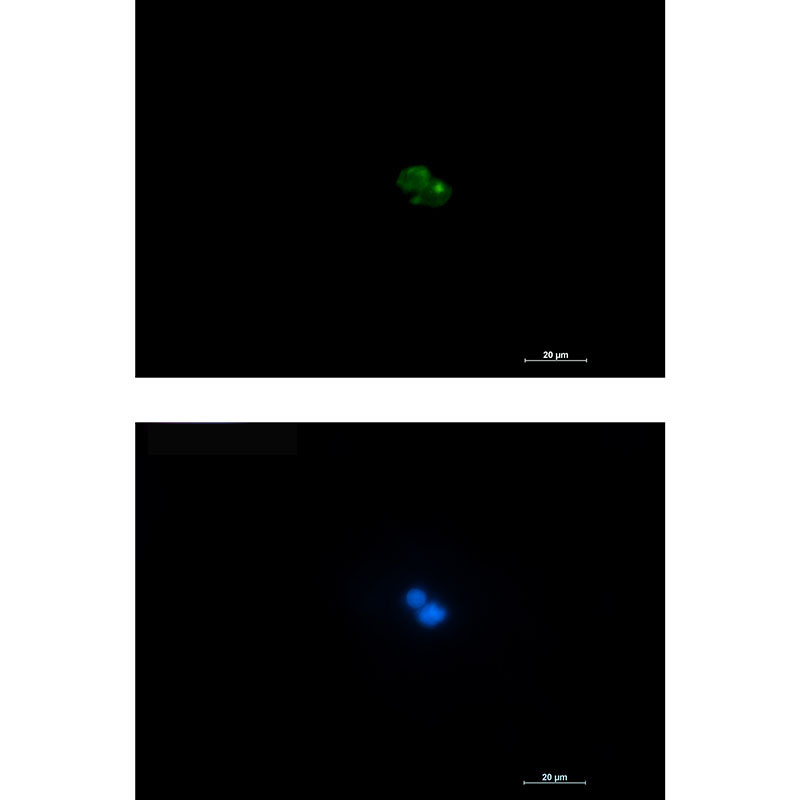 Recombinant CD7 Monoclonal Antibody - 3