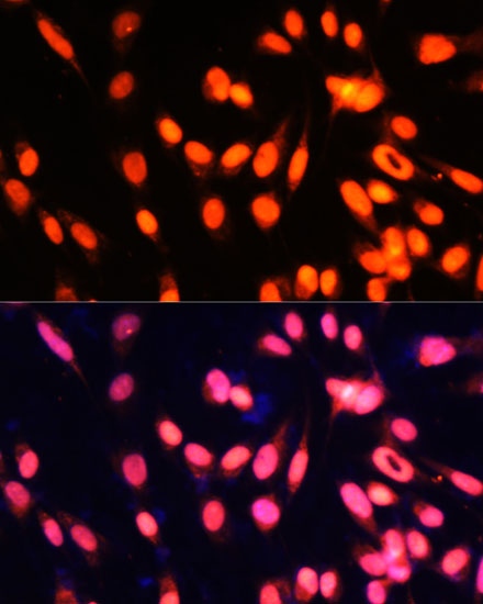 Immunofluorescence analysis of NIH-3T3 cells using ZNF433 Polyclonal Antibody at dilution of  1:100 (40x lens). Blue: DAPI for nuclear staining.