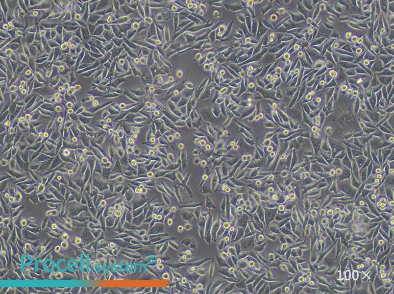 PC-3 Cell Complete Medium - 1