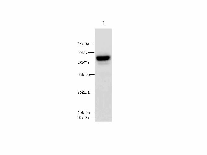 Western Blot analysis of Rat placenta using PAI1 Polyclonal antibody at dilution of 1:1000.