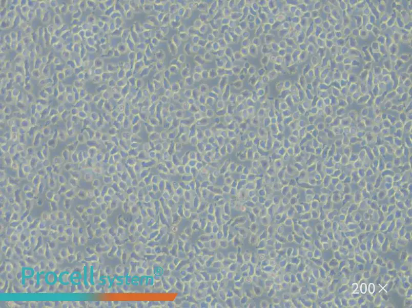 JM-1 Cell Complete Medium - small - 6