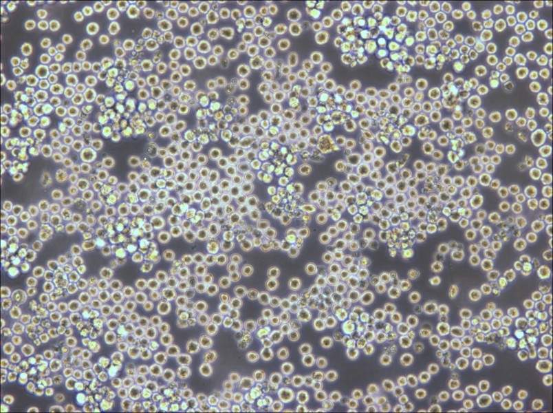 PK136 Cell Complete Medium - small - 4