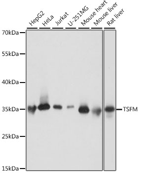 Western blot analysis of extracts of various cell lines using TSFM Polyclonal Antibody at dilution of 1:1000.