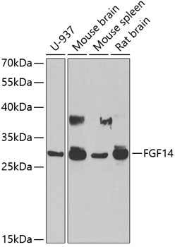 Western blot analysis of various lysates using FGF14 Polyclonal Antibody at 1:1000 dilution.