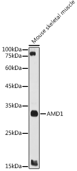 Western blot analysis of extracts of Mouse skeletal muscle using AMD1 Polyclonal Antibody at 1:1000 dilution.