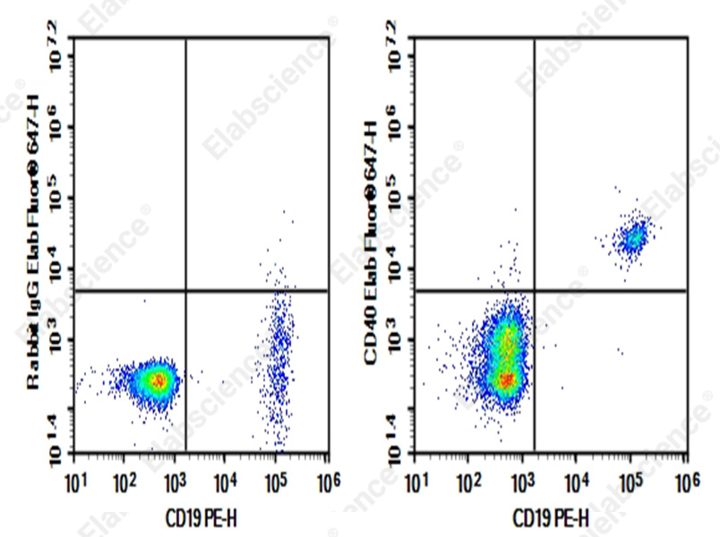 Purified Anti-Human CD40 Antibody[5D12] - 1