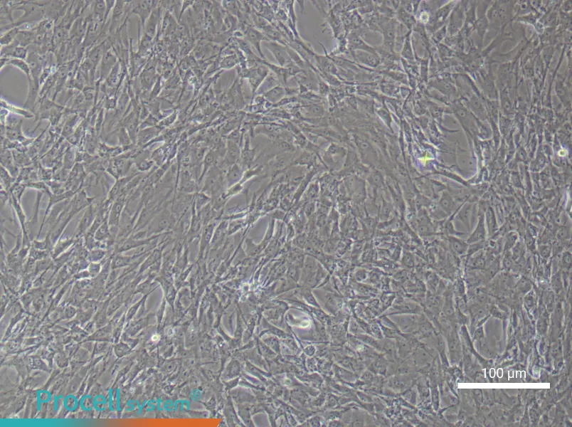Rat Brown Adipose-Derived Stem Cell Complete Medium - 2