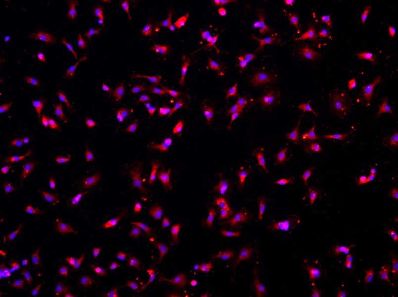 Rat Microglia Cell Complete Medium - small - 3