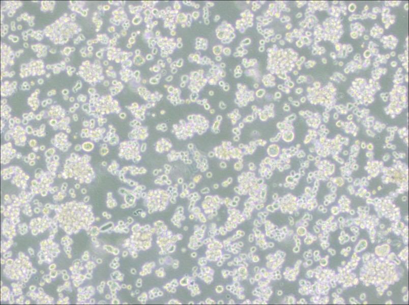 EB-3 Cell Complete Medium - 2