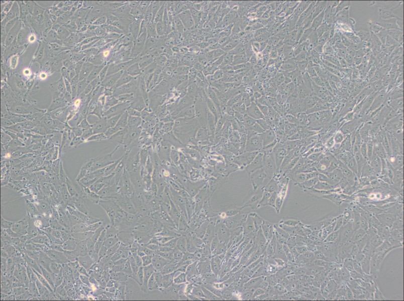 PED Cell Complete Medium - 3