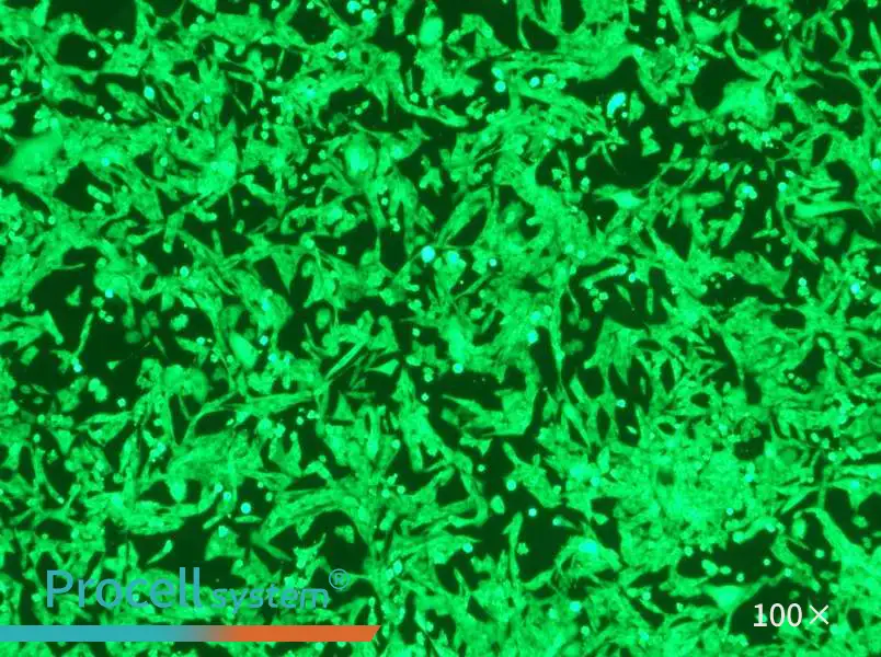 NCI-H446-GFPNCI-H446-GFP - 3