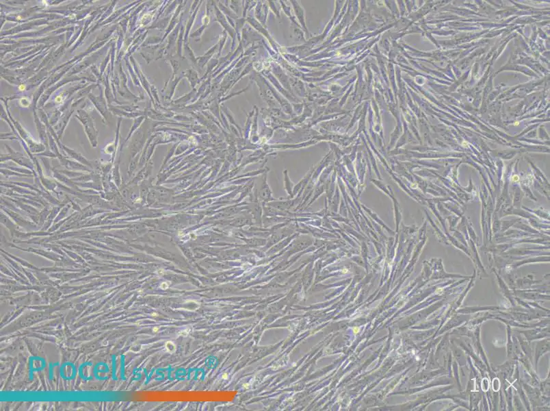 GCT Cell Complete Medium - 1