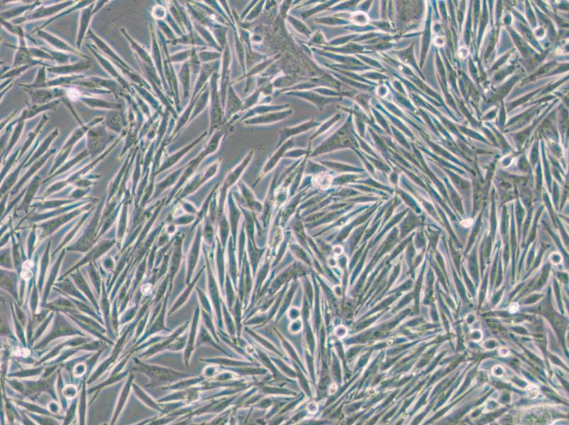 MEL270 Cell Complete Medium - small - 4