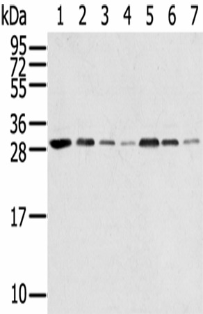 Western Blot analysis of Hela, huvec, HepG2, A549, Jurkat, 231 and A431 cells using RPA2 Polyclonal Antibody at dilution of 1/650