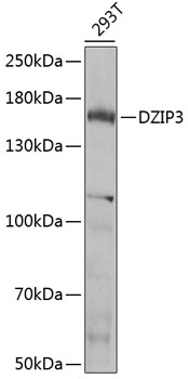 Western blot analysis of extracts of 293T cells using DZIP3 Polyclonal Antibody at 1:1000 dilution.