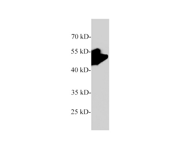 Western blot of Rat pancreas with Pancreatic lipase polyclonal antibody at 1:2000 dilution.