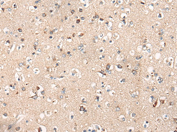 Immunohistochemistry of paraffin-embedded Human brain tissue  using C14orf2 Polyclonal Antibody at dilution of 1:60(?200)