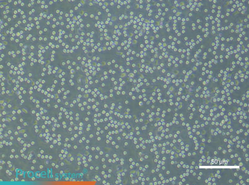 Human Peripheral Blood Leukocyte Complete Medium - 4