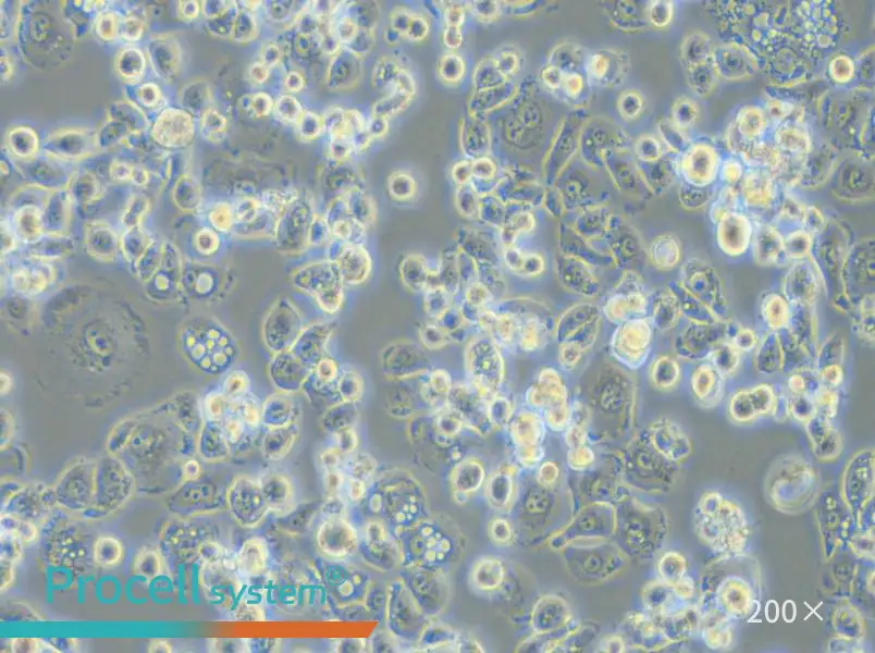 GCIY Cell Complete Medium - small - 5