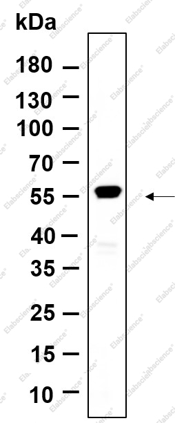 Recombinant Krs-2 Monoclonal Antibody - 1