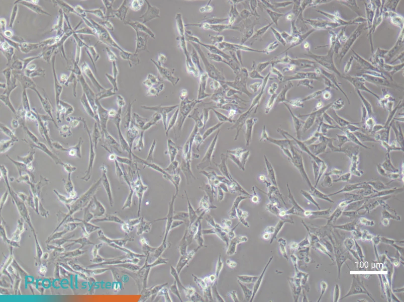Human Umbilical Cord Mesenchymal Stem (Primary cell immortalization) Cell Complete MediumHuman Umbilical Cord Mesenchymal Stem (Primary cell immortalization) Cell Complete Medium - 2